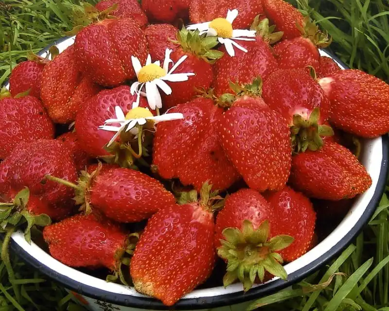 земляника зенга зенгана. клубника женева описание сорта. фенелла клубника описание сорта. женева земляника ремонтантная. земляника гигантелла (10шт) /сибирский сад/.